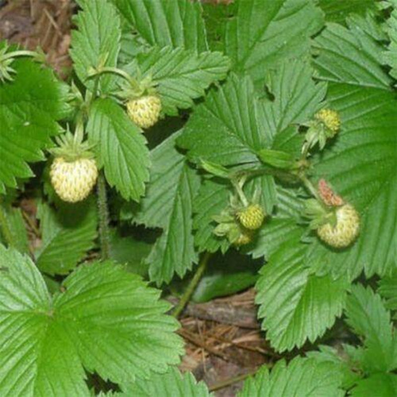 100 White Soul Strawberry - Fragaria Vesca Seeds - HarvestNest Seeds