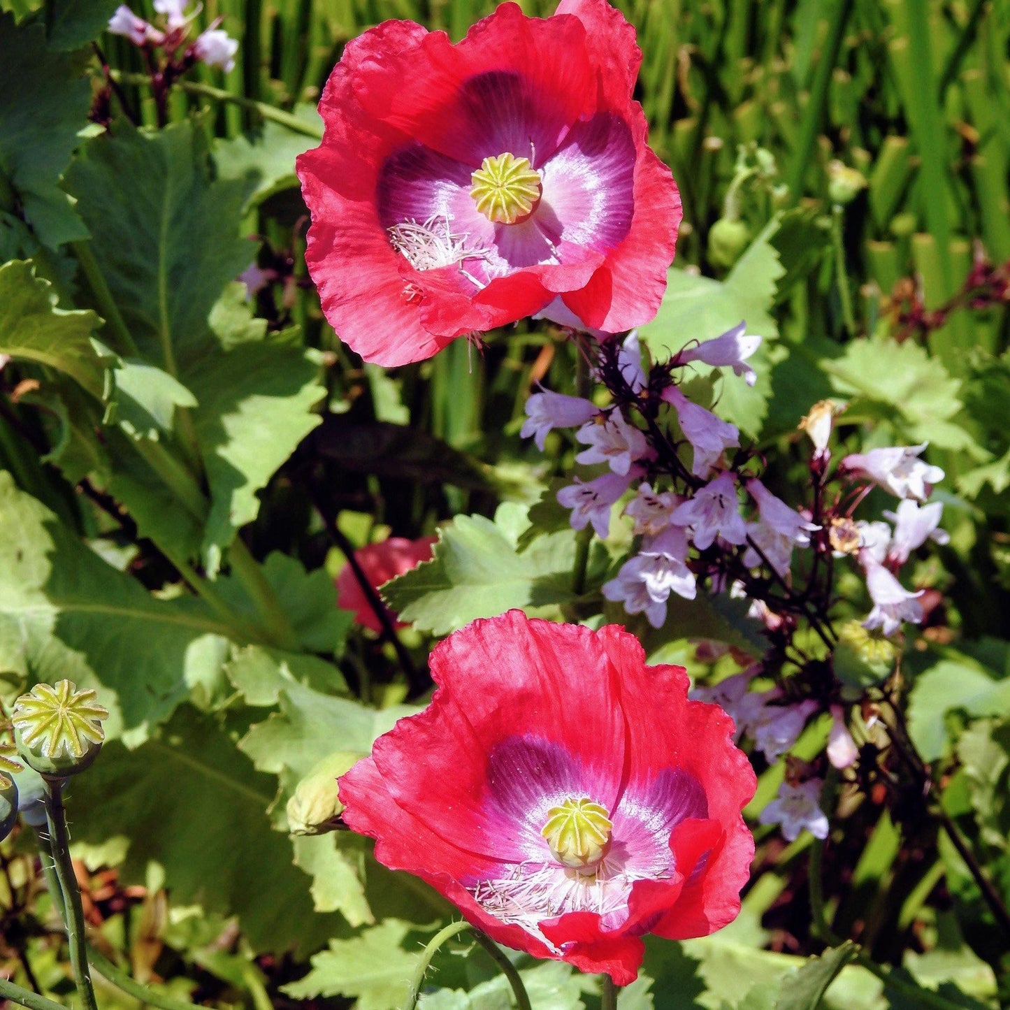 1500 Giant Poppy - Papaver Somniferum Seeds