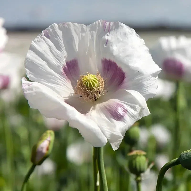 White poppy flower with purple spots in a field