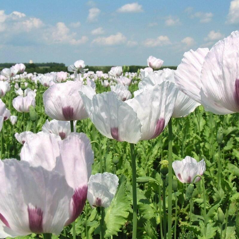 Field of white flowers with purple centers under a blue sky with clouds.