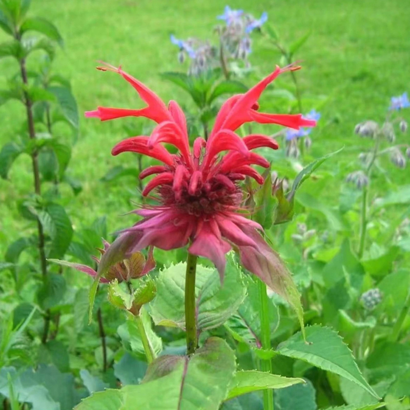 Red Bee Balm flower with vibrant scarlet blooms, perfect for pollinator gardens and hummingbird-friendly landscapes. HarvestNest Seeds