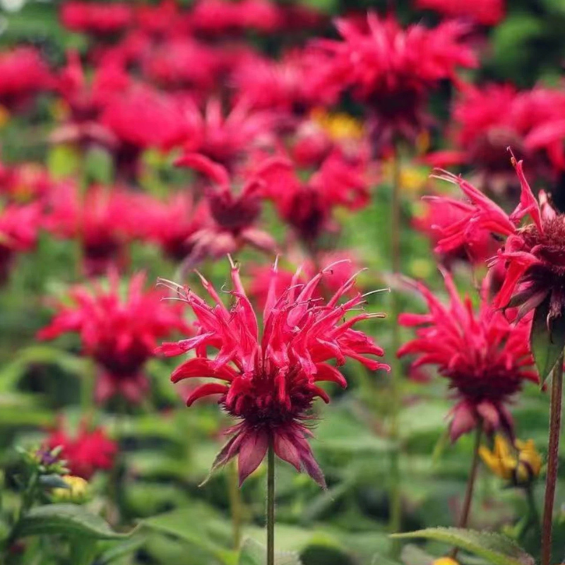 1000 Red Bee Balm Seeds – Monarda