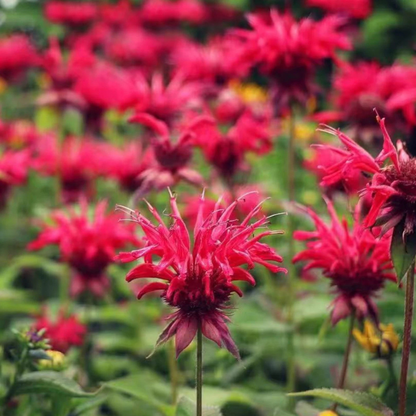 1000 Red Bee Balm Seeds – Monarda