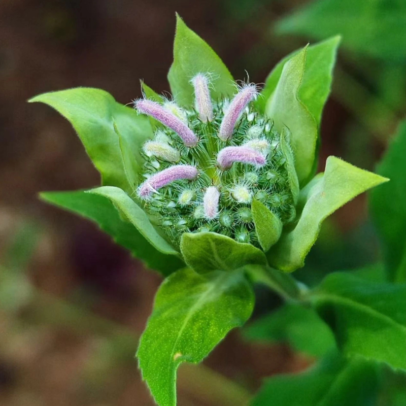 1000 Red Bee Balm Seeds – Monarda