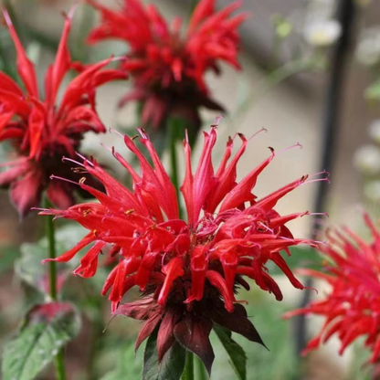 1000 Red Bee Balm Seeds – Monarda