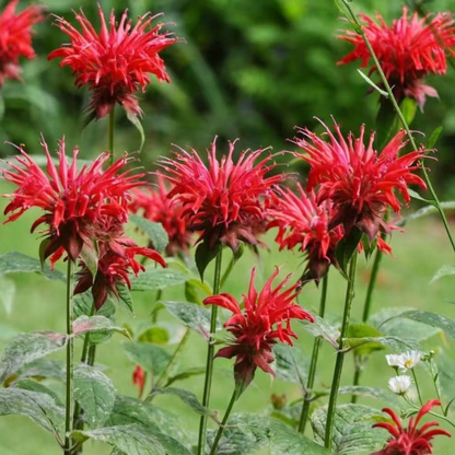 Red Bee Balm flowers with vibrant scarlet blooms, perfect for pollinator gardens and hummingbird-friendly landscapes. HarvestNest Seeds
