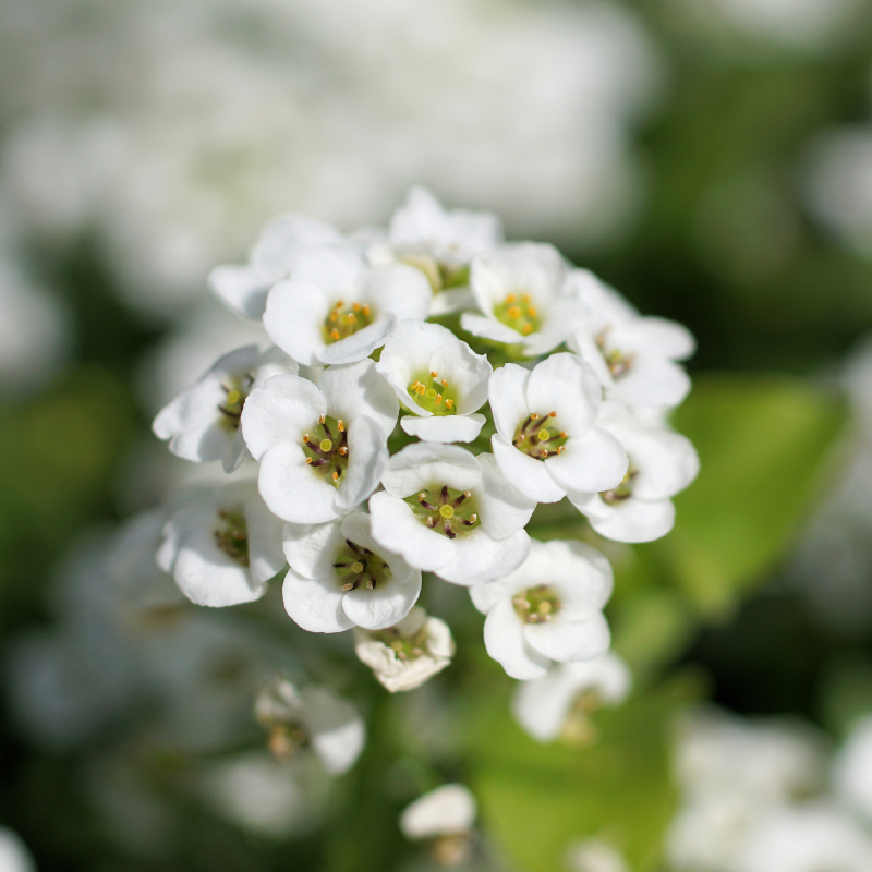 Sweet Alyssum covered in delicate white blooms, creating a fragrant ground cover that attracts bees, butterflies, and beneficial pollinators. HarvestNest Seeds