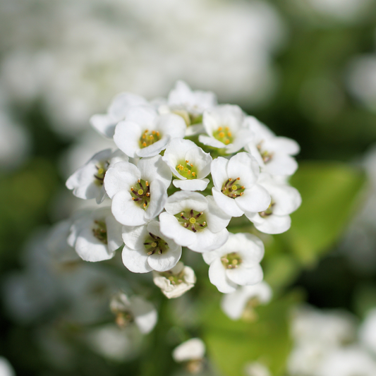 Sweet Alyssum covered in delicate white blooms, creating a fragrant ground cover that attracts bees, butterflies, and beneficial pollinators. HarvestNest Seeds