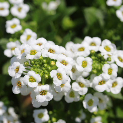 1000 Sweet Alyssum White Flower Seeds