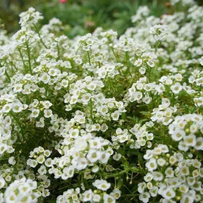 1000 Sweet Alyssum White Flower Seeds