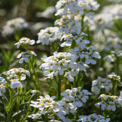 1000 Sweet Alyssum White Flower Seeds