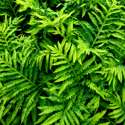 Lush Lady Fern foliage with vibrant green fronds, perfect for shade gardens and woodland landscapes. HarvestNest Seeds
