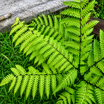 1000 Lady Fern Spores – Athyrium angustum