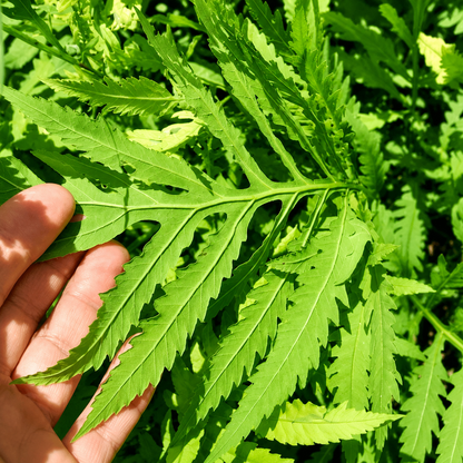 1000 Lady Fern Spores – Athyrium angustum