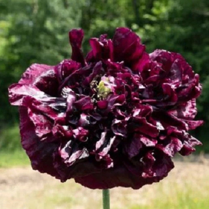 100 Black Peony Poppy Seeds