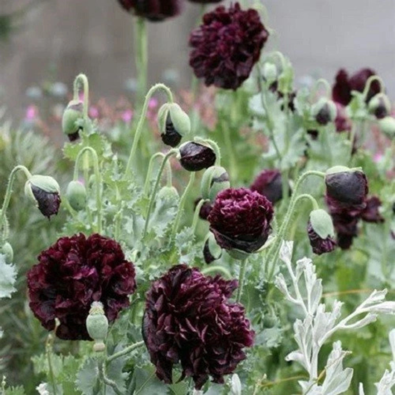 100 Black Peony Poppy Seeds