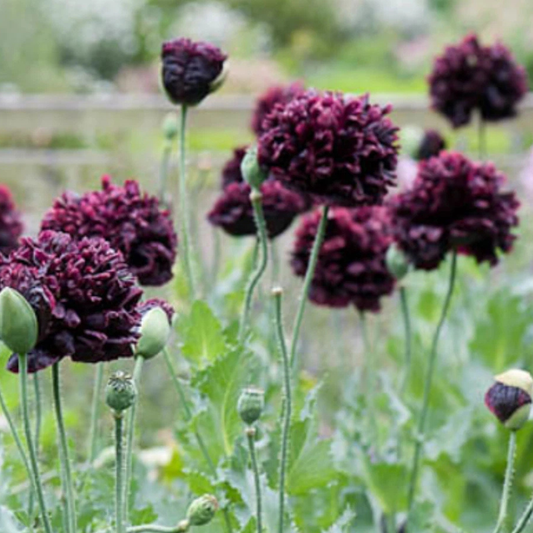 Dark ruffled black peony poppy in full bloom. HarvestNest Seeds