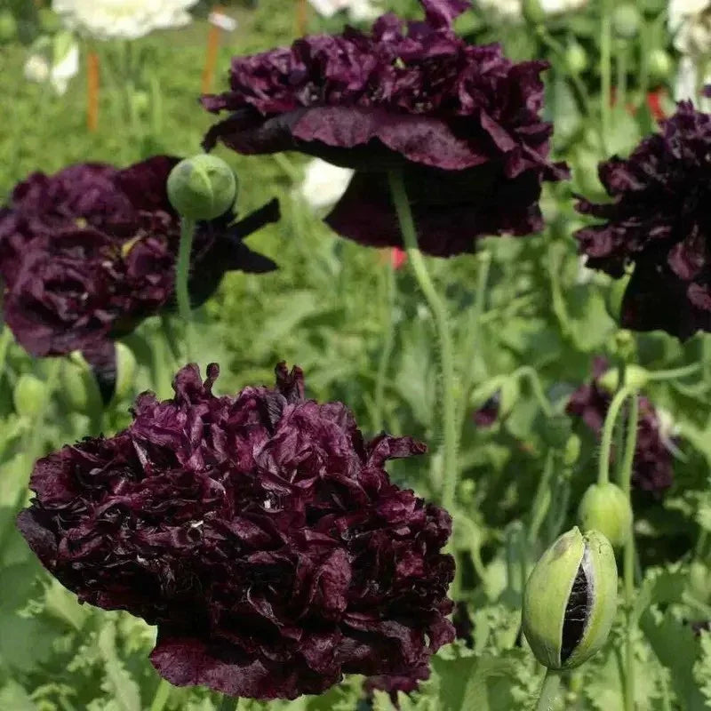 100 Black Peony Poppy Seeds