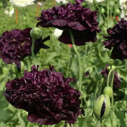 100 Black Peony Poppy Seeds