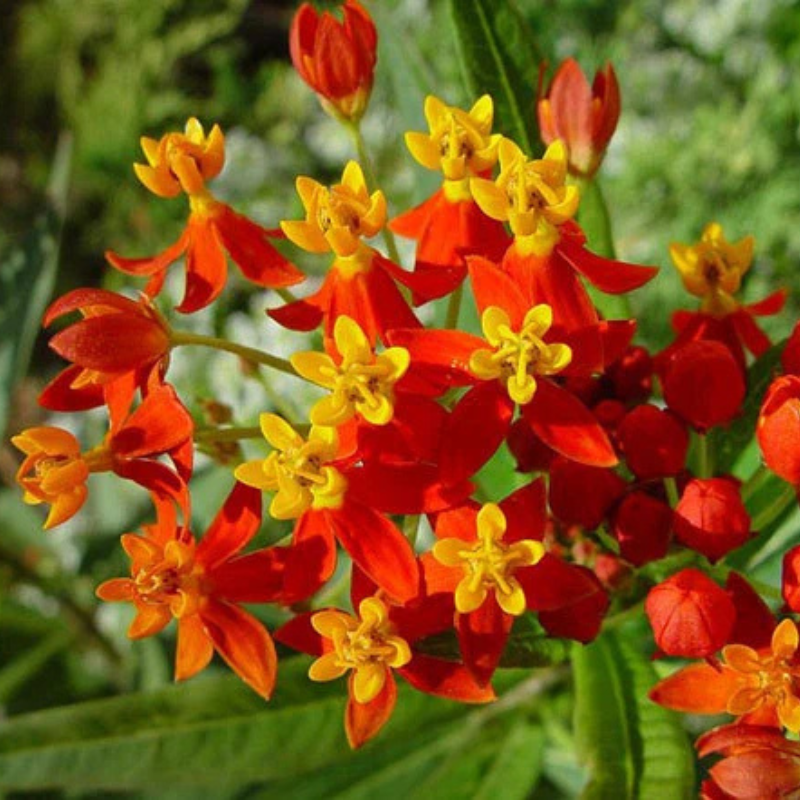 Tropical Milkweed (Butterfly Weed) with vibrant red and yellow blooms, attracting monarch butterflies, bees, and other beneficial pollinators. HarvestNest Seeds