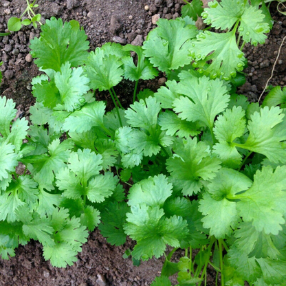 Fresh cilantro coriander leaves growing in a healthy home garden. HarvestNest Seeds
