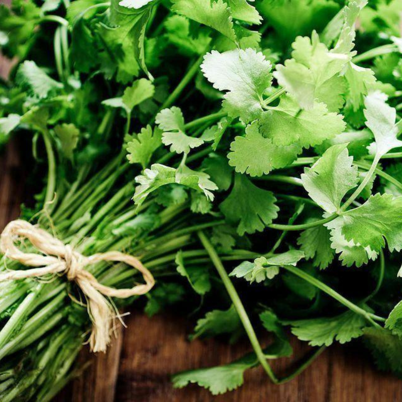 Fresh cilantro coriander harvested for cooking with vibrant green leaves. HarvestNest Seeds.