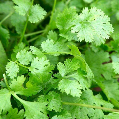 100 Cilantro Coriander Seeds – Fresh Culinary Herb
