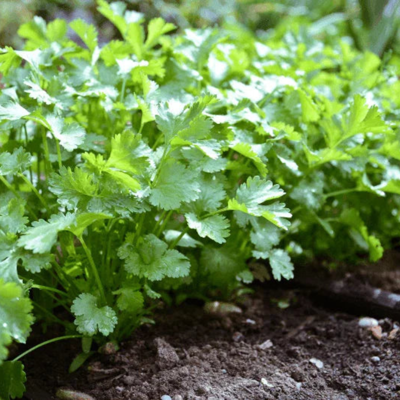 100 Cilantro Coriander Seeds – Fresh Culinary Herb