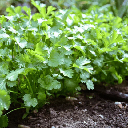 100 Cilantro Coriander Seeds – Fresh Culinary Herb