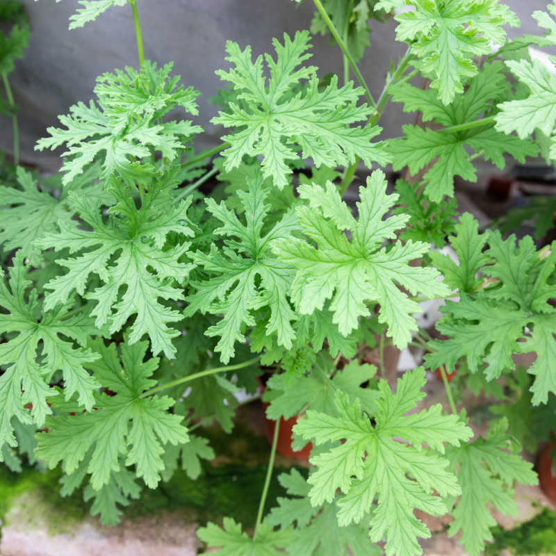 100 Citronella Brains Buster Grass Seeds