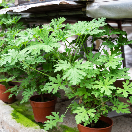 Fresh green citronella grass in pots, perfect for indoor or outdoor growth. HarvestNest Seeds