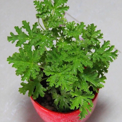 100 Citronella Brains Buster Grass Seeds