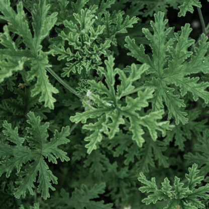 100 Citronella Brains Buster Grass Seeds