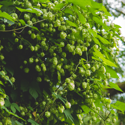 100 Common Hops Seeds – Humulus lupulus