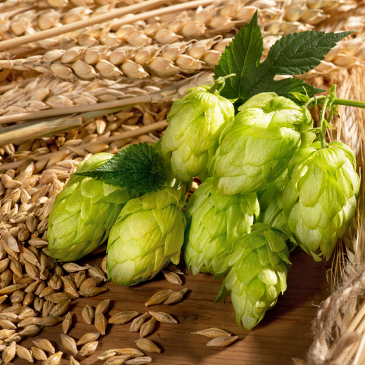 Fresh Common Hops cones with rich green color, perfect for home brewing, herbal gardens, and hop cultivation. HarvestNest Seeds