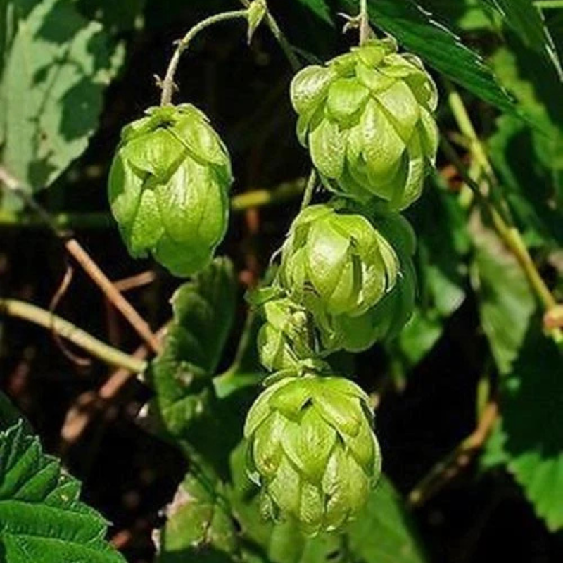 Common Hops cones growing on lush vines, perfect for home brewing, herbal gardens, and ornamental landscaping. HarvestNest Seeds