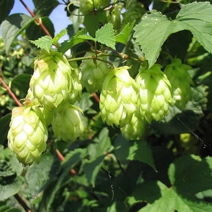 100 Common Hops Seeds – Humulus lupulus