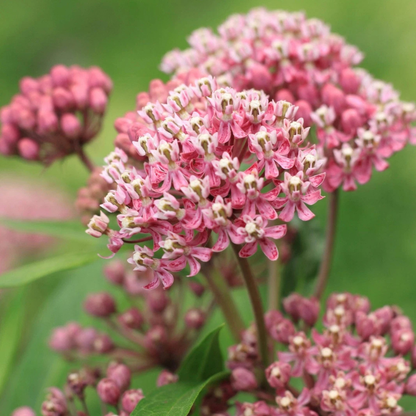 Common Milkweed with fragrant pink flower clusters, perfect for butterfly gardens, pollinator habitats, and native wildflower landscapes. HarvestNest Seeds