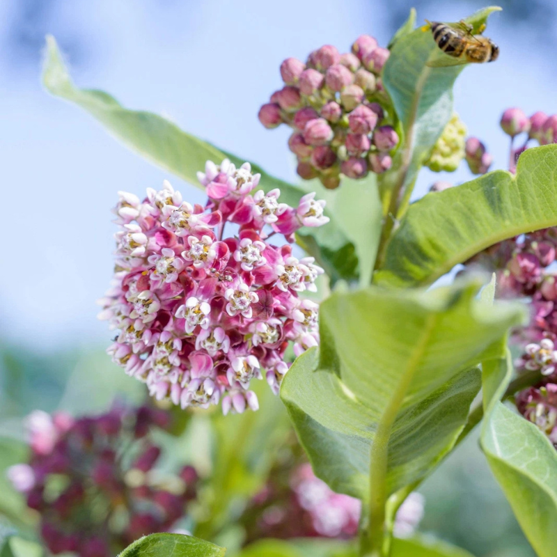 100 Common Milkweed Seeds – Asclepias syriaca