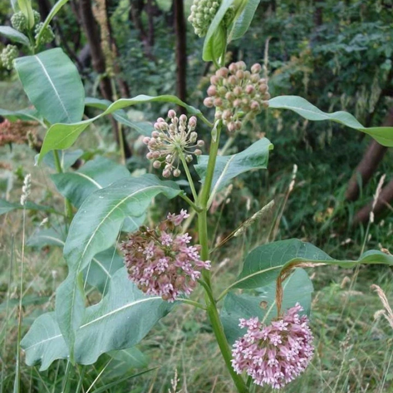 100 Common Milkweed Seeds – Asclepias syriaca