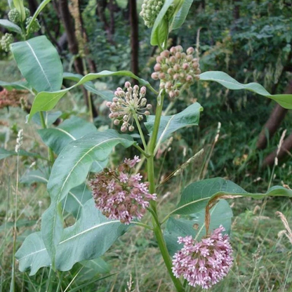 100 Common Milkweed Seeds – Asclepias syriaca