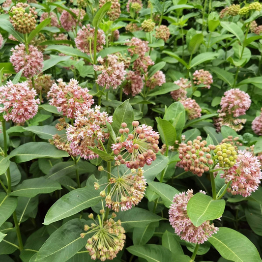 Common Milkweed with abundant pink flower clusters, perfect for butterfly gardens, pollinator habitats, and native wildflower meadows. HarvestNest Seeds