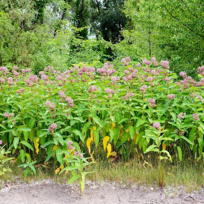 100 Common Milkweed Seeds – Asclepias syriaca