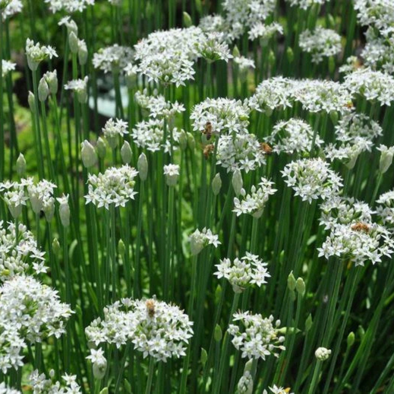 Fresh white garlic chive blossoms in a lush garden setting. HarvestNest Seeds