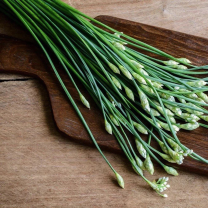 Fresh garlic chives with unopened flower buds on a wooden board, ready for cooking. HarvestNest Seeds