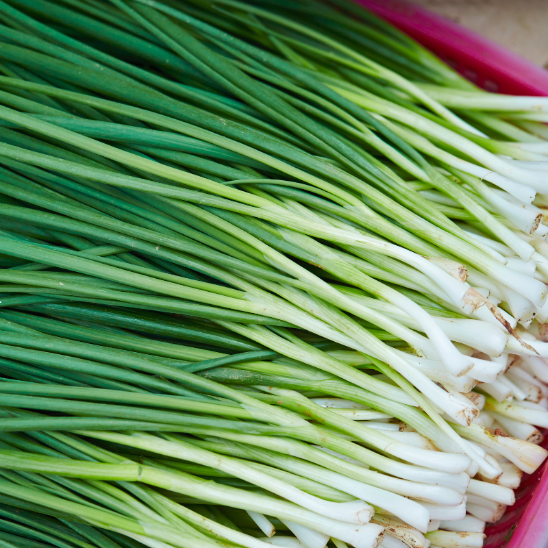 100 Garlic Chives Seeds | NON-GMO