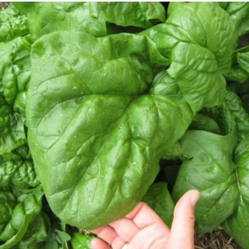 Large Giant Noble spinach leaves growing lush and healthy in the garden. HarvestNest Seeds 