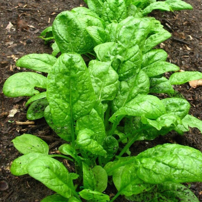 100 Giant Noble Spinach Seeds | Heirloom Non-GMO