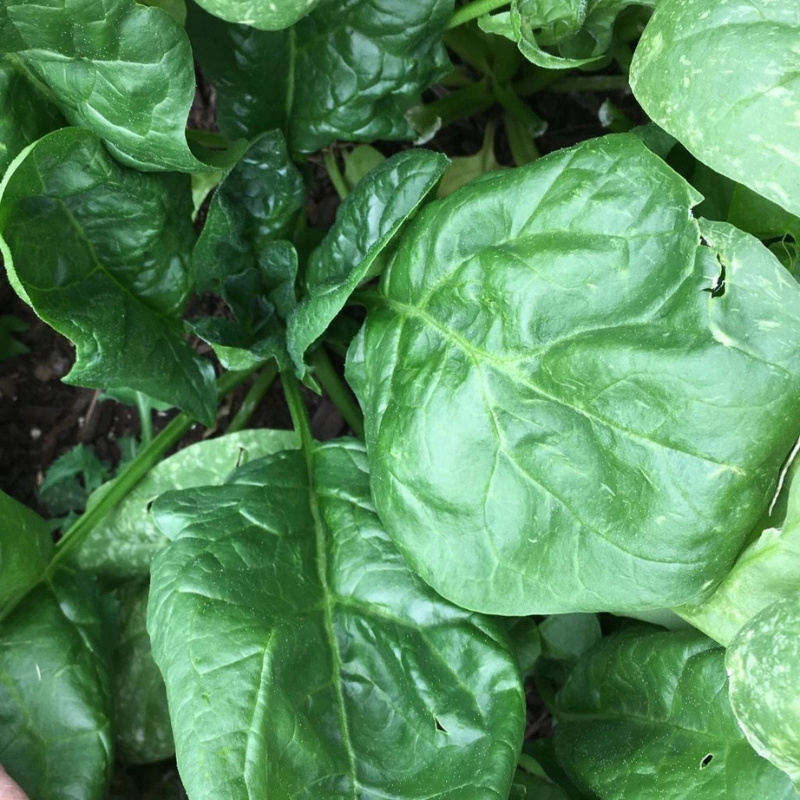 100 Giant Noble Spinach Seeds | Heirloom Non-GMO