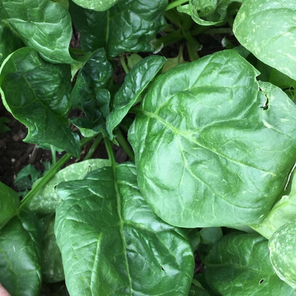 100 Giant Noble Spinach Seeds | Heirloom Non-GMO